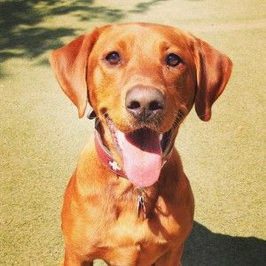 samji-labrador-retriever-marcus